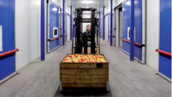 Picture of a forklift moving a crate of apples in a cool store